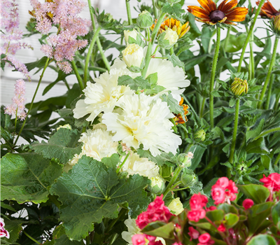 Alcea rosea plena Alcea rosea plena