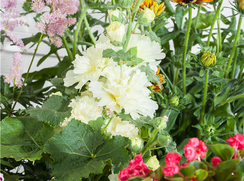 Alcea rosea plena Alcea rosea plena