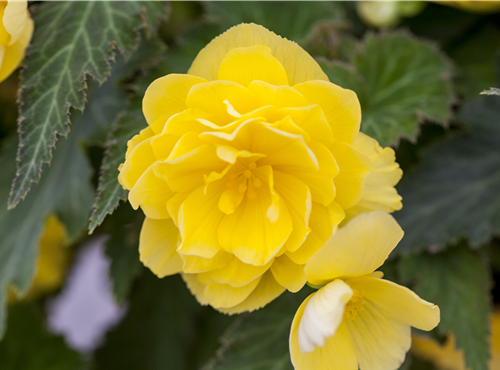 Begonia 'Non-Stop'® Begonia 'Non-Stop'®
