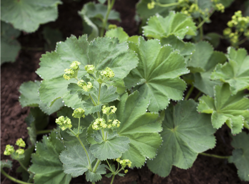 Alchemilla mollis Alchemilla mollis