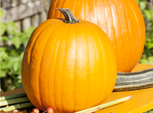 Cucurbita maxima Cucurbita maxima