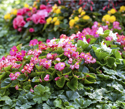Begonia semperflorens Begonia semperflorens