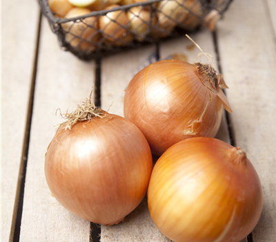 Allium cepa Allium cepa