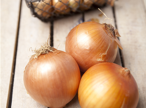 Allium cepa Allium cepa