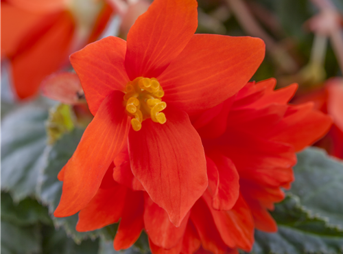 Begonia x tuberhybrida Begonia x tuberhybrida