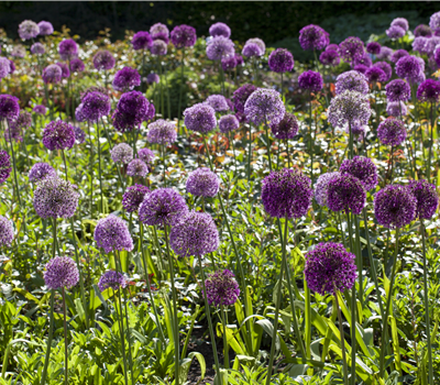Allium giganteum Allium giganteum