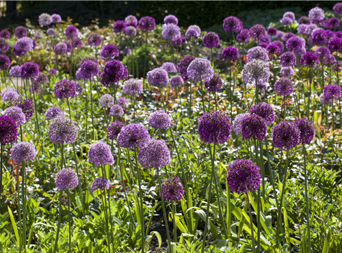 Allium giganteum Allium giganteum