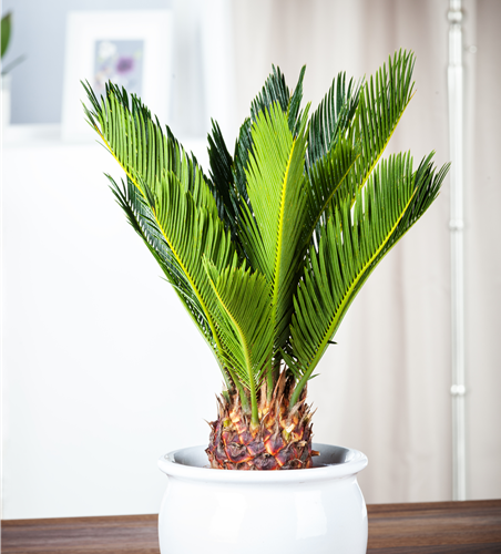 Cycas revoluta Cycas revoluta