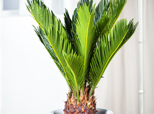 Cycas revoluta Cycas revoluta