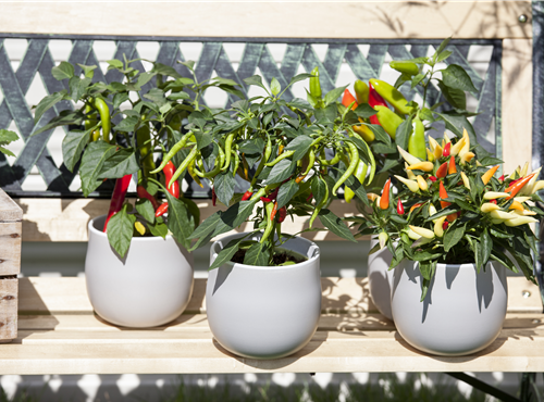 Capsicum annuum Capsicum annuum