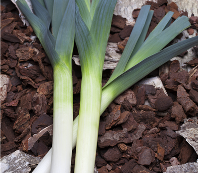 Allium porrum Allium porrum