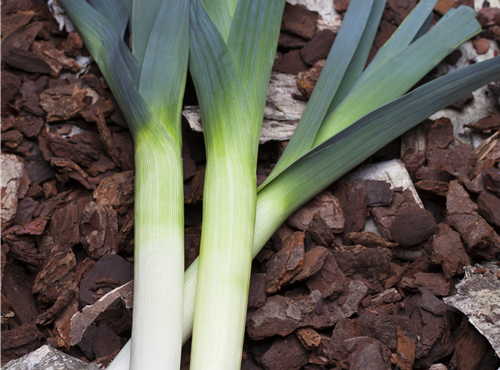 Allium porrum Allium porrum