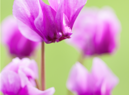 Cyclamen hederifolium Cyclamen hederifolium