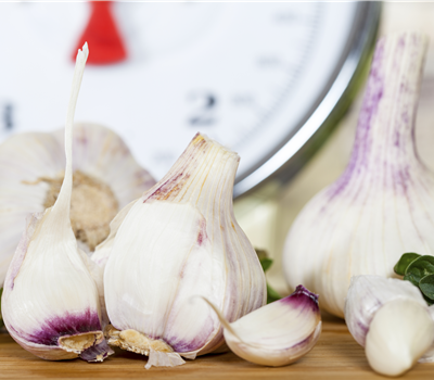 Allium sativum Allium sativum