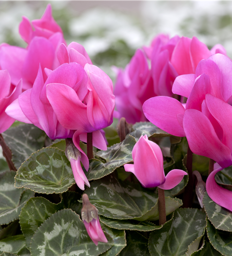Cyclamen persicum Cyclamen persicum