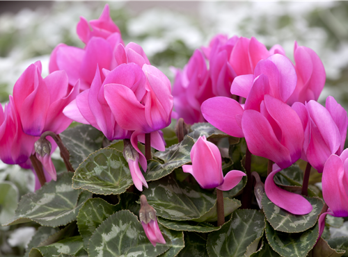 Cyclamen persicum Cyclamen persicum