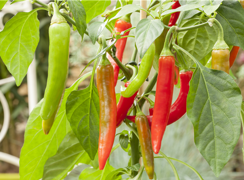 Capsicum annuum Pick a Hot® Capsicum annuum Pick a Hot®