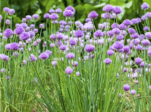 Allium schoenoprasum Allium schoenoprasum