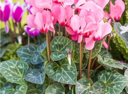 Cyclamen persicum 'Out-Land' Cyclamen persicum 'Out-Land'