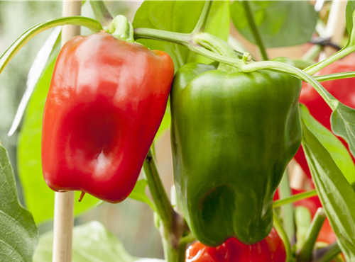 Capsicum annuum 'Pick a Pep'® Capsicum annuum 'Pick a Pep'®