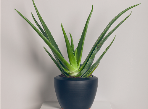 Aloe vera Aloe vera