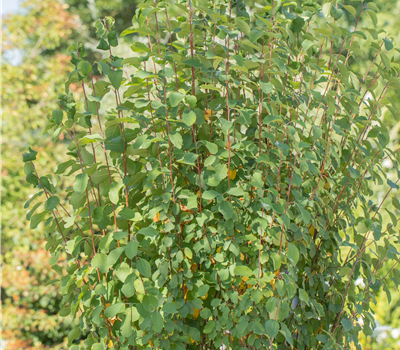Amelanchier alnifolia 'Obelisk'® Amelanchier alnifolia 'Obelisk'®