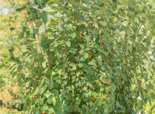 Amelanchier alnifolia 'Obelisk'®