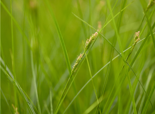 Carex brunnea