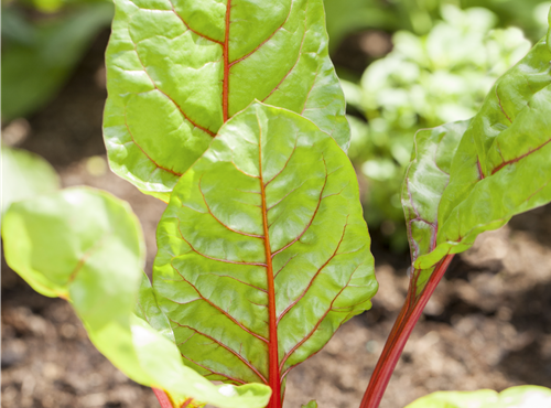 Beta vulgaris var. cicla Beta vulgaris var. cicla