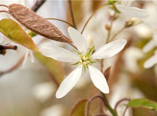 Amelanchier lamarckii