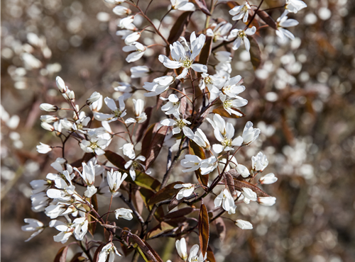 Amelanchier lamarckii 'Rainbow Pillar'®