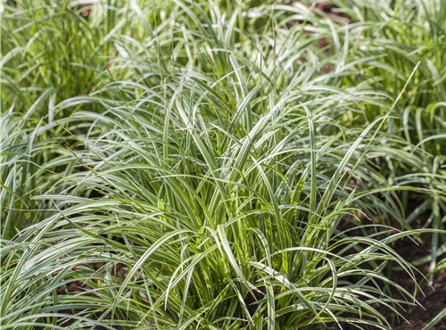 Carex morrowii Carex morrowii