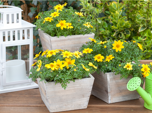 Bidens ferulifolia Bidens ferulifolia