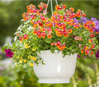 Ampelpflanzen Ampelpflanzen