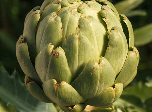 Cynara scolymus Cynara scolymus