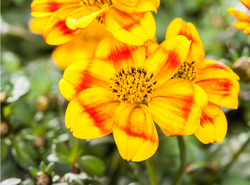 Bidens ferulifolia 'BeeDance'® Bidens ferulifolia 'BeeDance'®