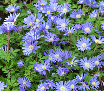 Anemone blanda Anemone blanda