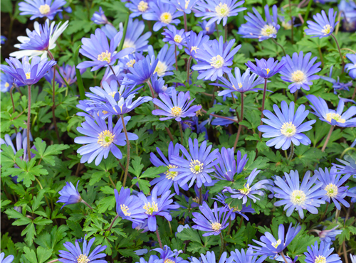 Anemone blanda Anemone blanda