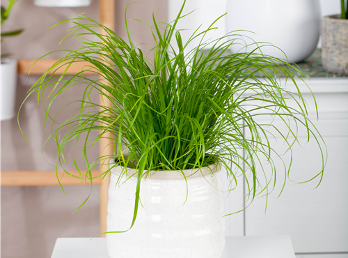 Cyperus zumula Cyperus zumula