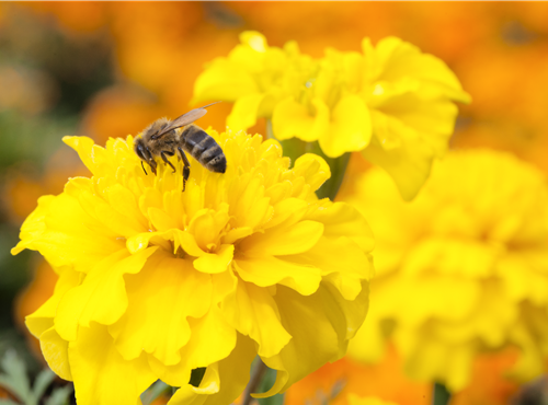 Bienenweide Bienenweide