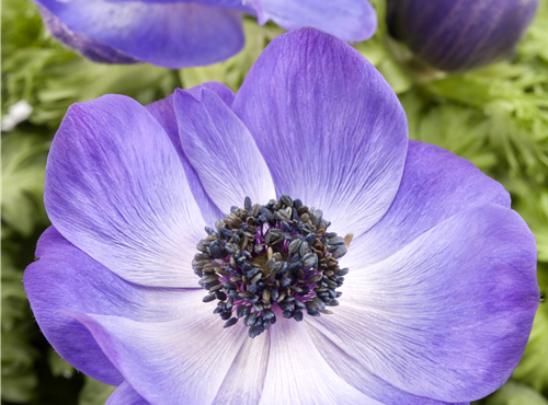Anemone coronaria Anemone coronaria