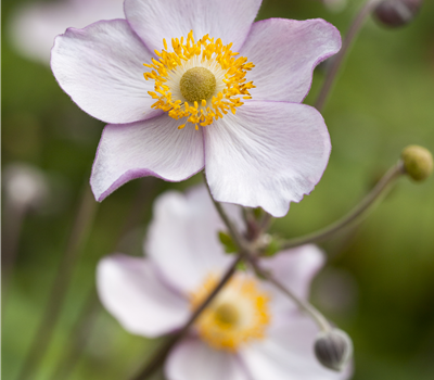 Anemone japonica Anemone japonica