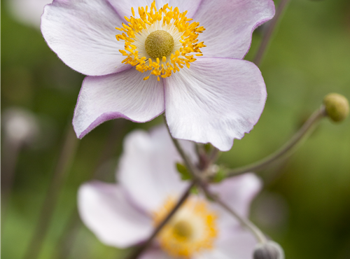 Anemone japonica Anemone japonica