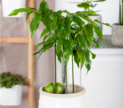 Castanospermum australe Castanospermum australe