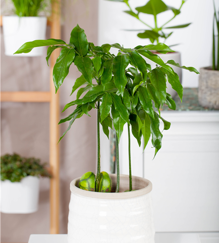 Castanospermum australe Castanospermum australe