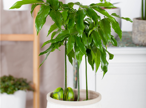 Castanospermum australe Castanospermum australe