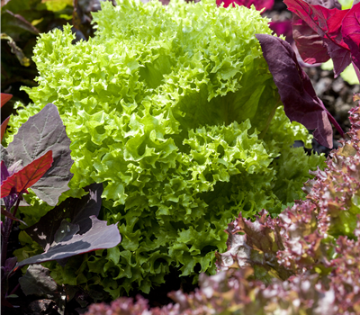 Blattgemüse Blattgemüse