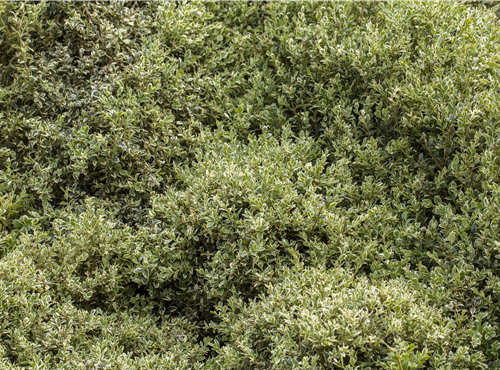 Bodendecker Bodendecker