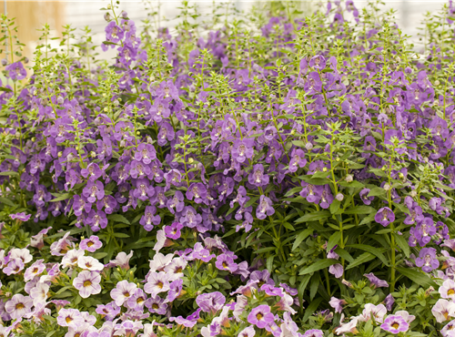 Angelonia hybrid