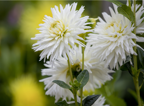 Dahlia Cactus Dahlia Cactus